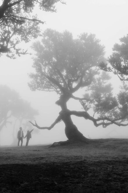 La pareja, diminuta y de la mano, alza la vista hacia un árbol retorcido en un bosque con niebla, en blanco y negro