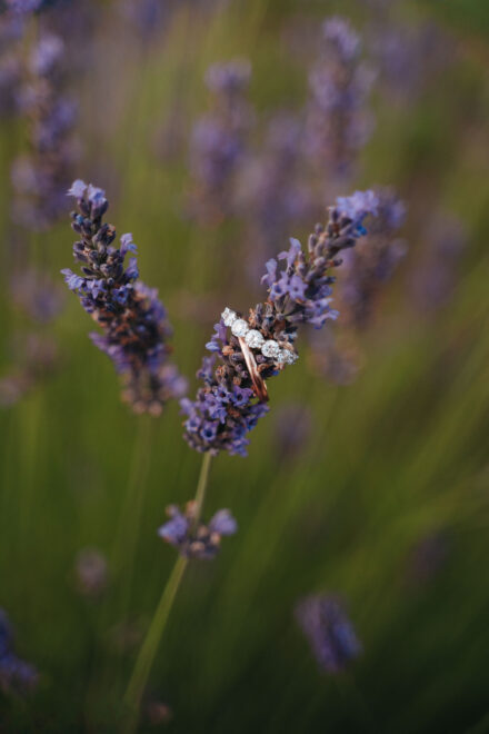 Un anillo de brillantes y oro rosa encajado en una espiga de lavanda, con el campo desenfocado detrás