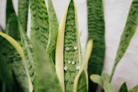 Pendientes largos de brillantes colgados de una hoja de sansevieria verde y amarilla